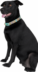 Lost Female Dog last seen Faith Road/Byrd Road Intersection, China Grove, NC 28023