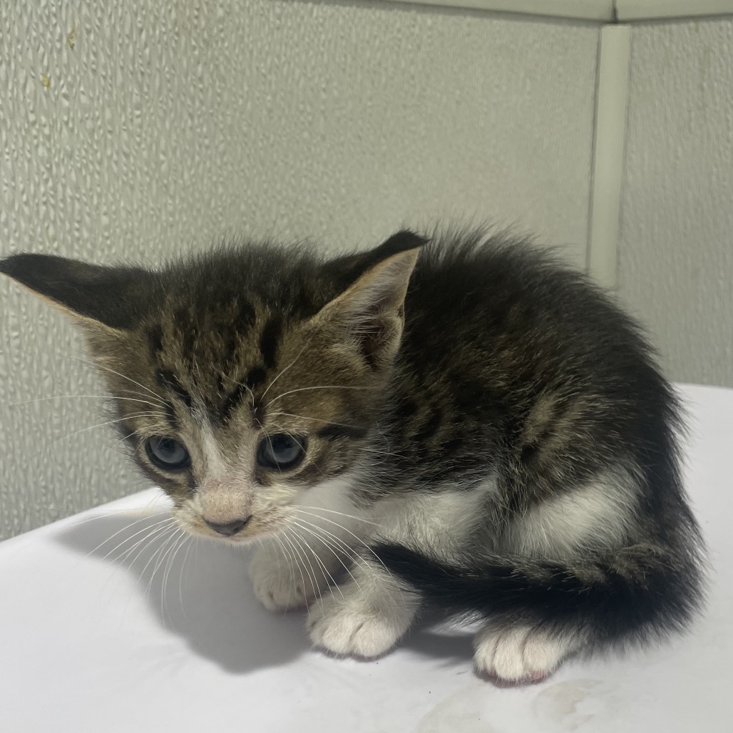Shelter Stray Female Cat last seen , 3607 N Armenia Ave, Tampa, FL 33607, USA