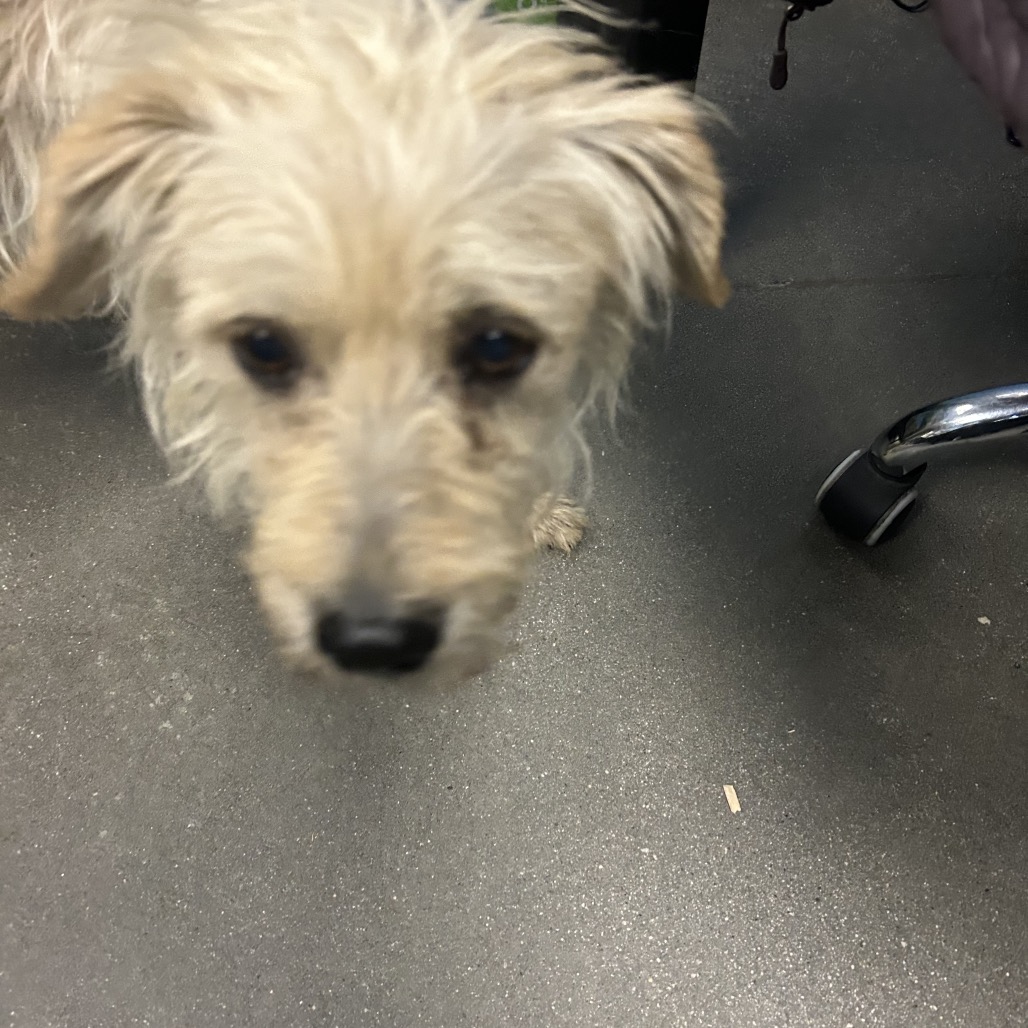 Shelter Stray Male Dog last seen , 4575 E Mesquite Ave, Palm Springs, CA 92264, USA