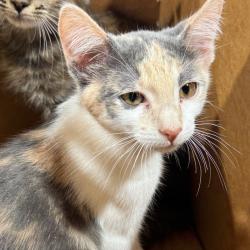 Shelter Stray Female Cat last seen , 3607 N Armenia Ave, Tampa, FL 33607, USA