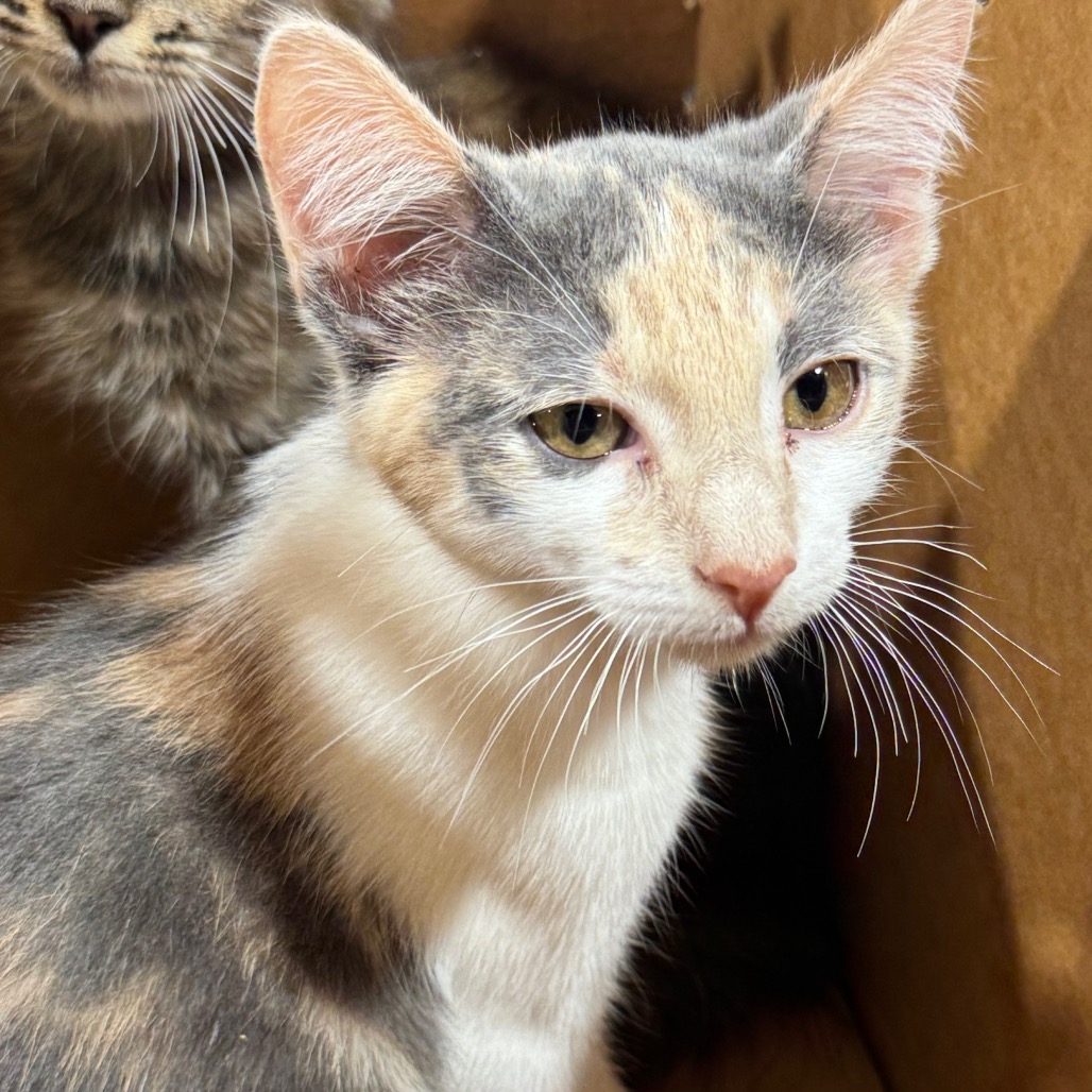 Shelter Stray Female Cat last seen , 3607 N Armenia Ave, Tampa, FL 33607, USA