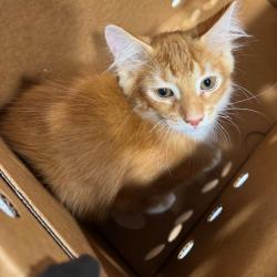 Shelter Stray Male Cat last seen , 3607 N Armenia Ave, Tampa, FL 33607, USA
