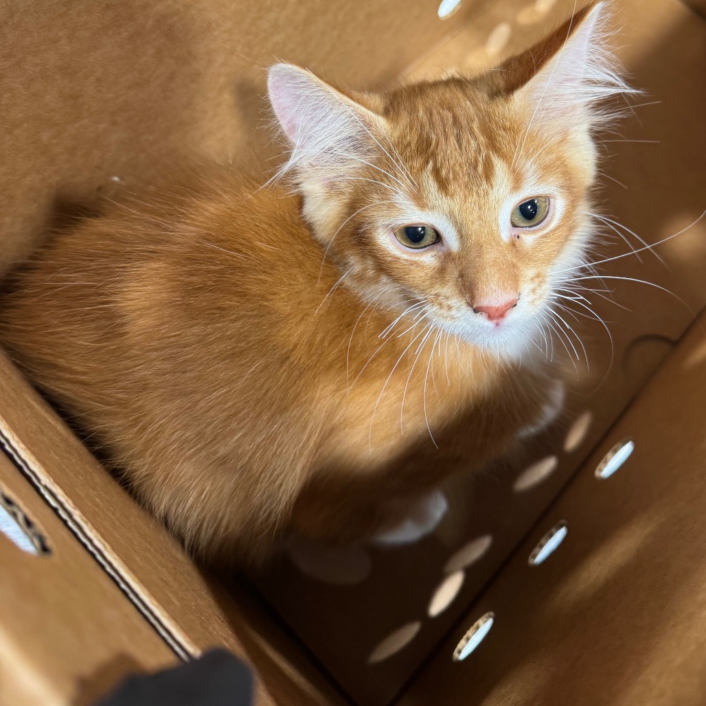 Shelter Stray Male Cat last seen , 3607 N Armenia Ave, Tampa, FL 33607, USA