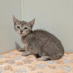 Shelter Stray Male Cat last seen , 3607 N Armenia Ave, Tampa, FL 33607, USA