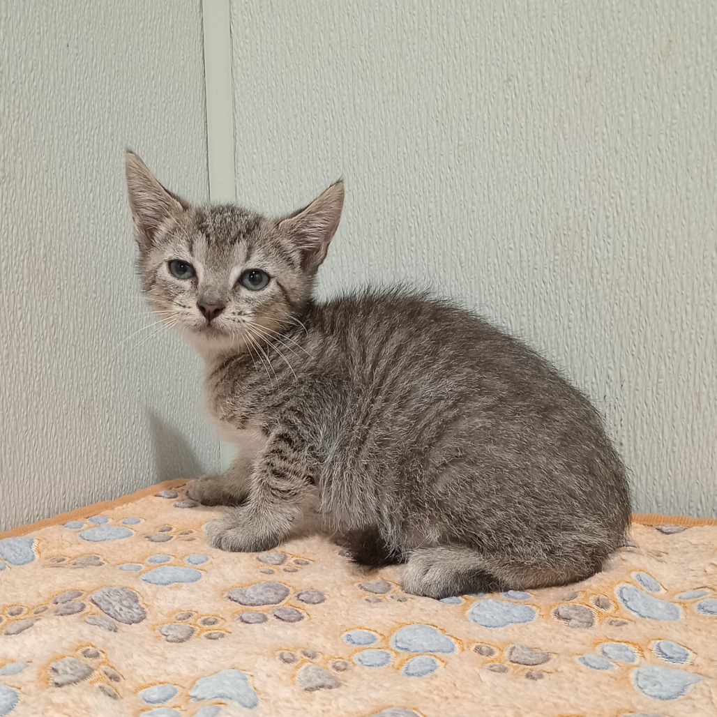 Shelter Stray Male Cat last seen , 3607 N Armenia Ave, Tampa, FL 33607, USA