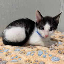 Shelter Stray Male Cat last seen , 3607 N Armenia Ave, Tampa, FL 33607, USA