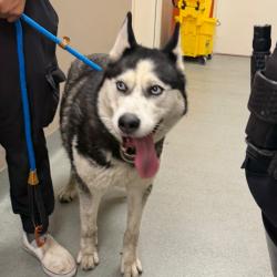 Shelter Stray Female Dog last seen , 6621 Westminster Ave, Garden Grove, CA 92844, USA
