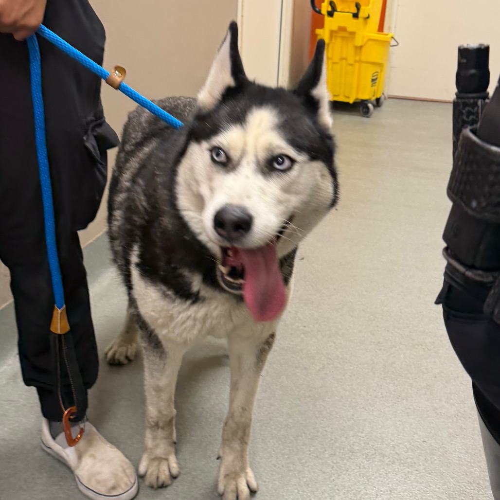 Shelter Stray Female Dog last seen , 6621 Westminster Ave, Garden Grove, CA 92844, USA