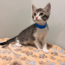 Shelter Stray Male Cat last seen , 3607 N Armenia Ave, Tampa, FL 33607, USA