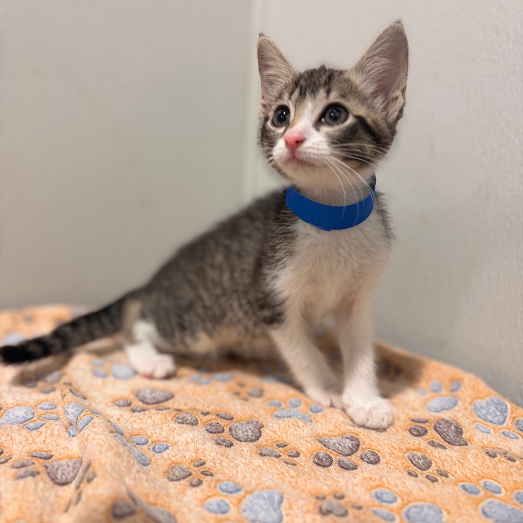 Shelter Stray Male Cat last seen , 3607 N Armenia Ave, Tampa, FL 33607, USA