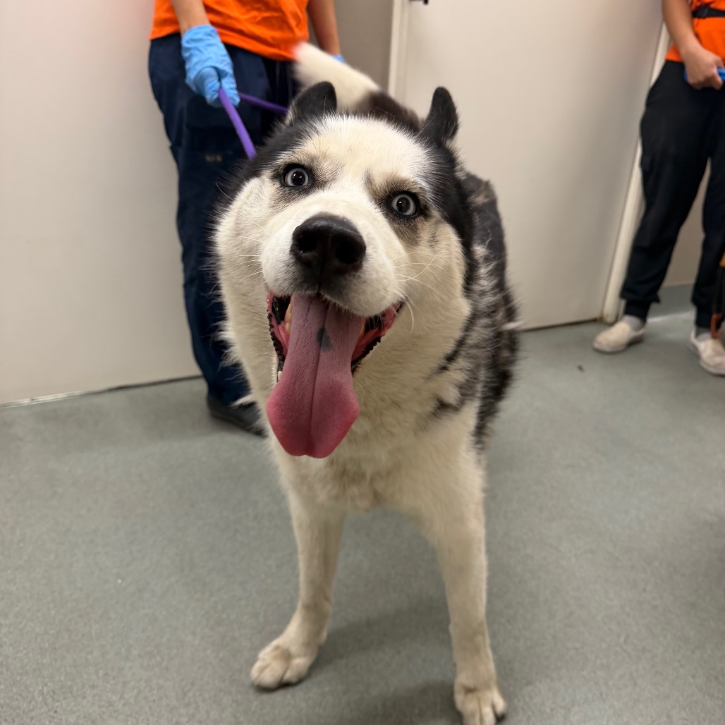 Shelter Stray Male Dog last seen , 6621 Westminster Ave, Garden Grove, CA 92844, USA