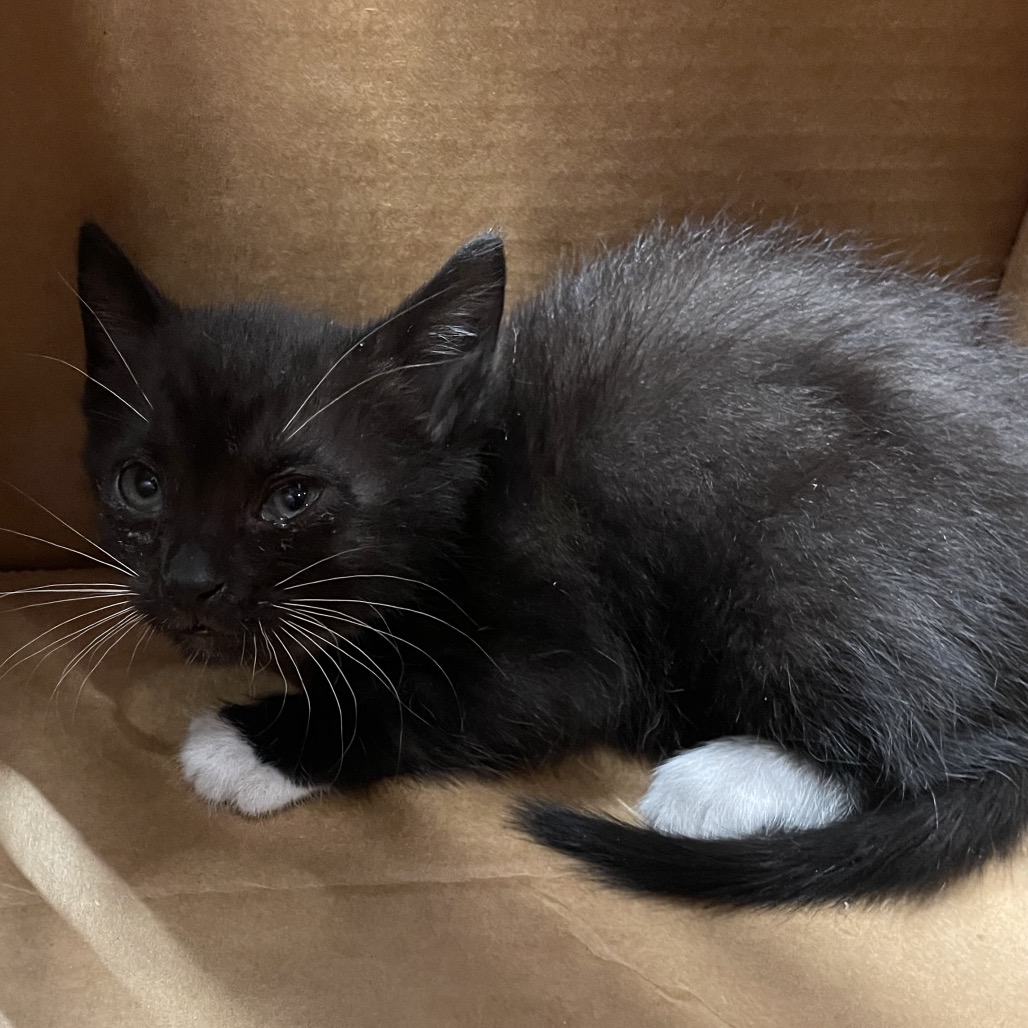 Shelter Stray Female Cat last seen , 3607 N Armenia Ave, Tampa, FL 33607, USA