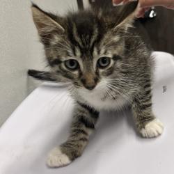 Shelter Stray Unknown Cat last seen , 3607 N Armenia Ave, Tampa, FL 33607, USA