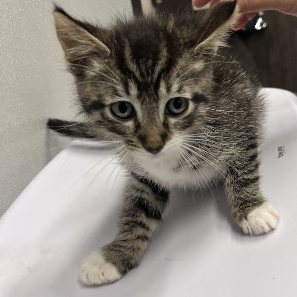 Shelter Stray Unknown Cat last seen , 3607 N Armenia Ave, Tampa, FL 33607, USA