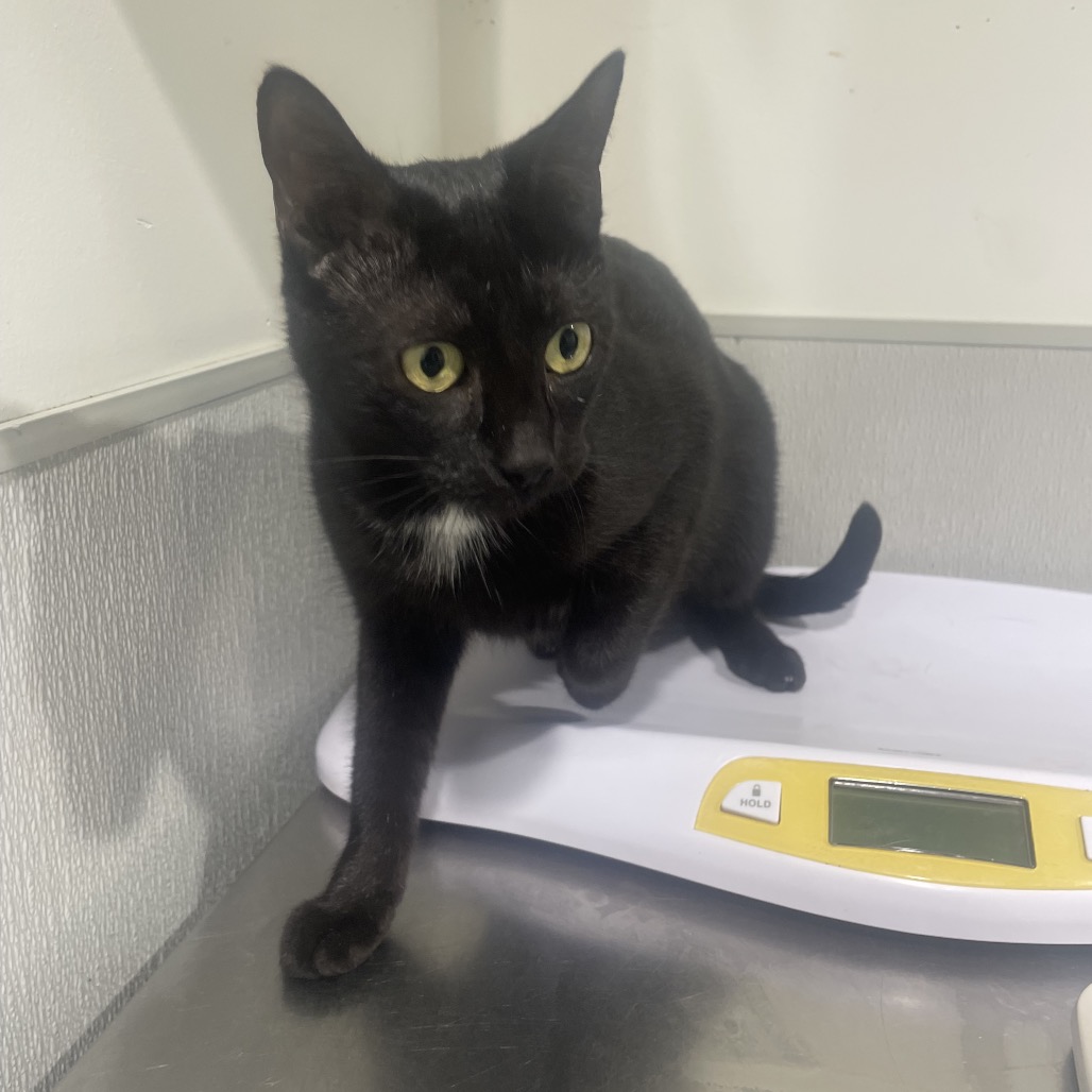 Shelter Stray Female Cat last seen , 3607 N Armenia Ave, Tampa, FL 33607, USA