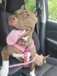 Lost Female Dog last seen Bendix linconway, South Bend, IN 46628
