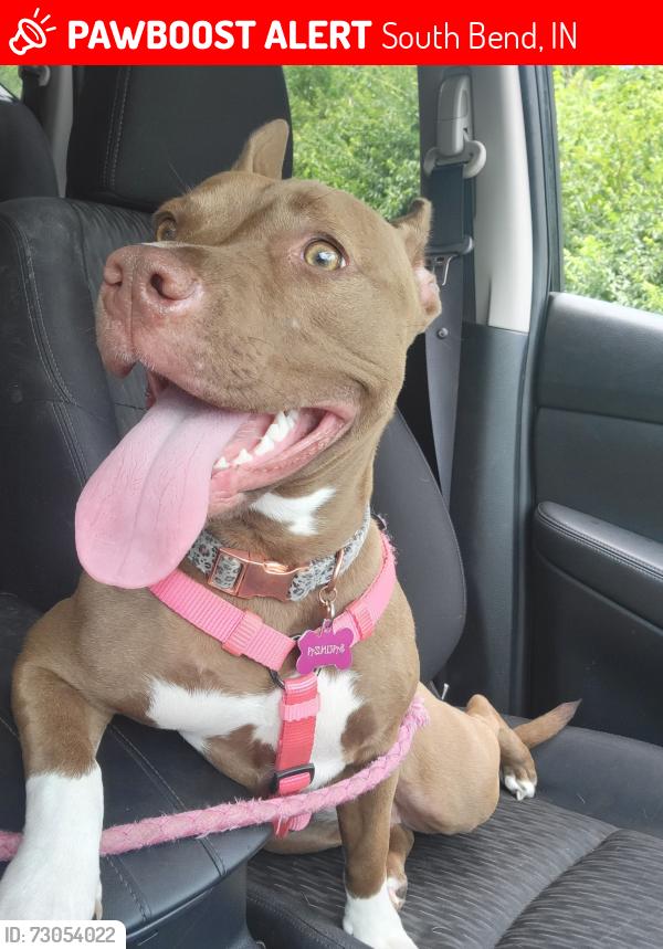 Lost Female Dog last seen Bendix linconway, South Bend, IN 46628