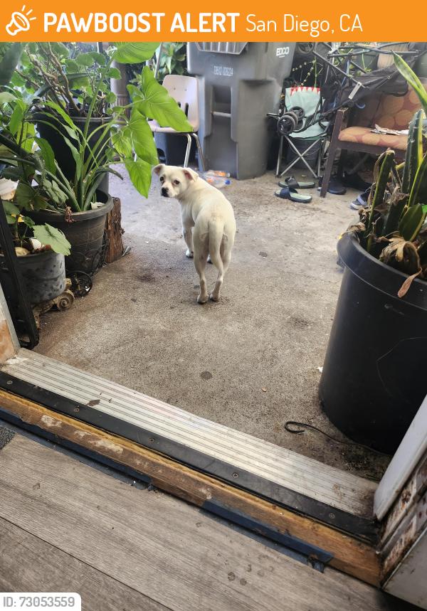 Found/Stray Female Dog last seen City heights, San Diego, CA 92101