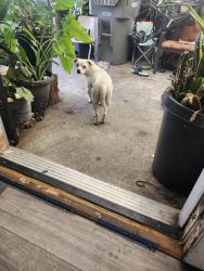 Found/Stray Female Dog last seen City heights, San Diego, CA 92101