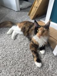 Lost Female Cat last seen Springfield W 8th St. and Perry St., Jacksonville, FL 32206