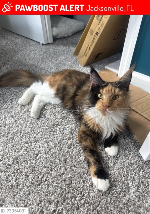 Lost Female Cat last seen Springfield W 8th St. and Perry St., Jacksonville, FL 32206