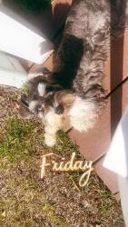 Lost Female Dog last seen 10th street, Lynn Haven, FL 32444