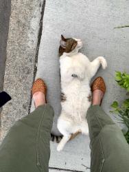 Found/Stray Unknown Cat last seen Laurel St. and River St. in Cambridge, MA, Cambridge, MA 02139