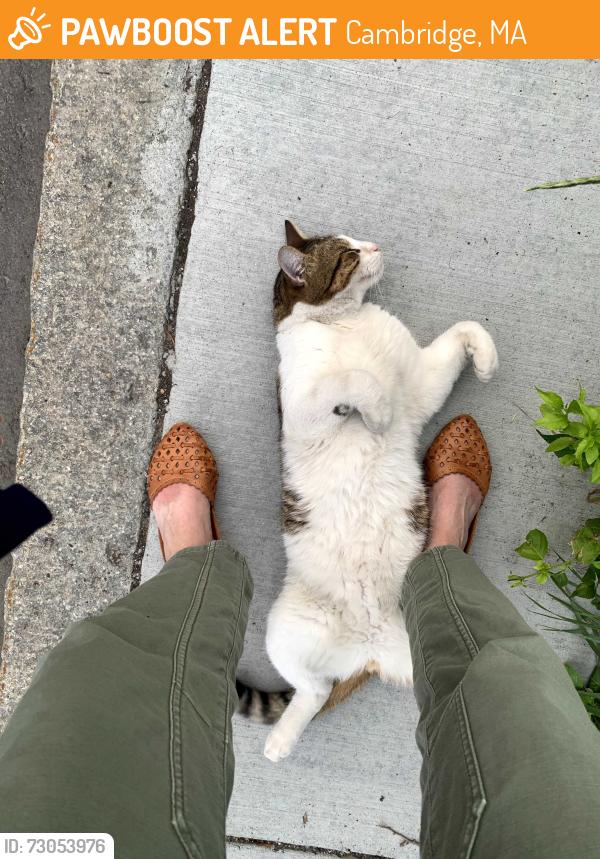Found/Stray Unknown Cat last seen Laurel St. and River St. in Cambridge, MA, Cambridge, MA 02139