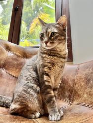 Lost Female Cat last seen Along Pandora Rd, La Mesa, CA 91941