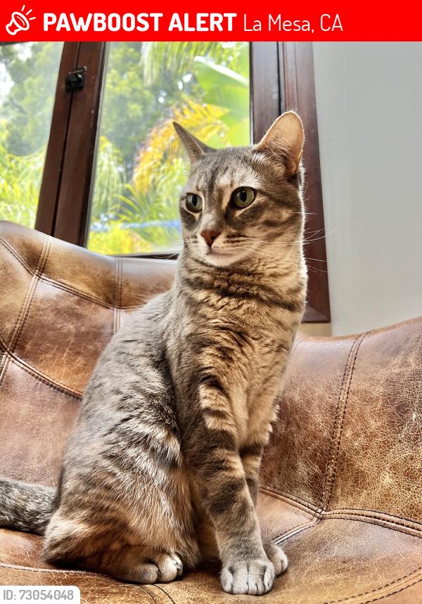Lost Female Cat last seen Along Pandora Rd, La Mesa, CA 91941