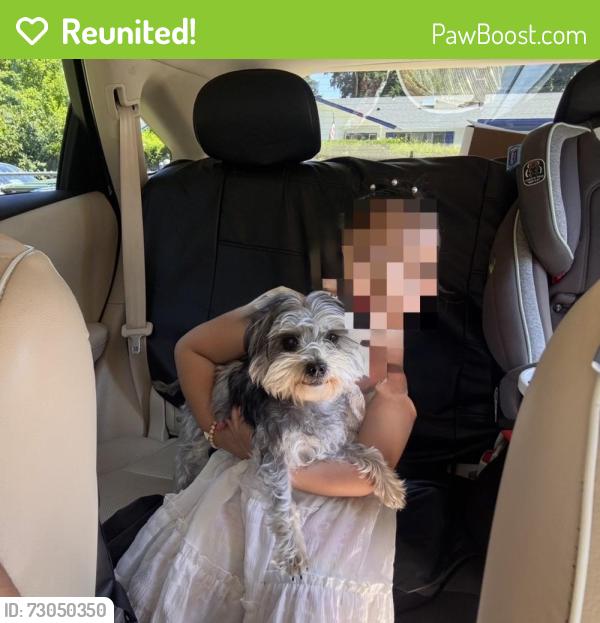 Reunited Female Dog last seen Near 25th Ave E, Tacoma, WA 98445, USA, Tacoma, WA 98445