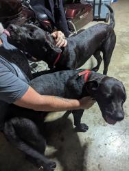 Reunited Unknown Dog last seen Ashland , Fayetteville. GA 30214, Fayetteville, GA 30214