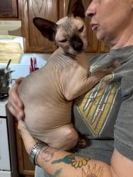 Lost Female Cat last seen Arthur Rd, Covington, LA 70433