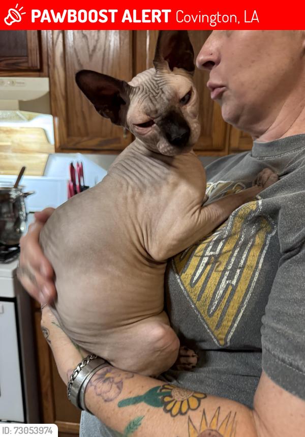 Lost Female Cat last seen Arthur Rd, Covington, LA 70433