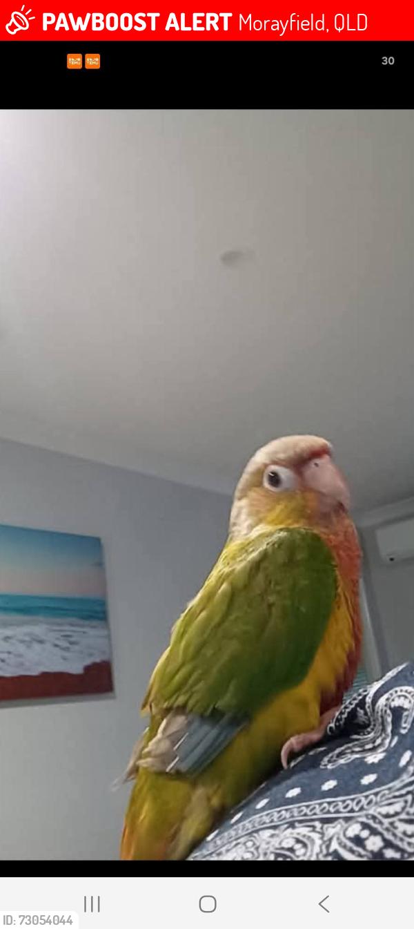 Lost Female Bird last seen Near the bushed behind neale road, Morayfield, QLD 4506