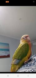 Lost Female Bird last seen Near the bushed behind neale road, Morayfield, QLD 4506