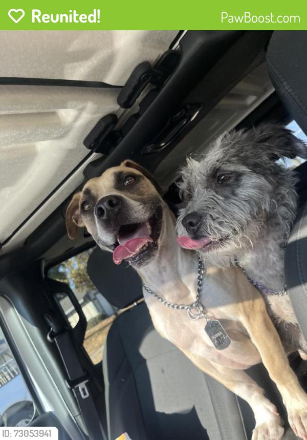 Reunited Male Dog last seen Fontana, CA, USA, Fontana, CA 92335