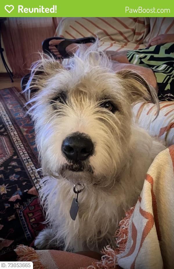 Reunited Male Dog last seen university ave and baltimore, La Mesa, CA 91942