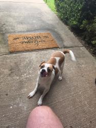 Found/Stray Female Dog last seen Tucks chapel, Rogers, AR 72756