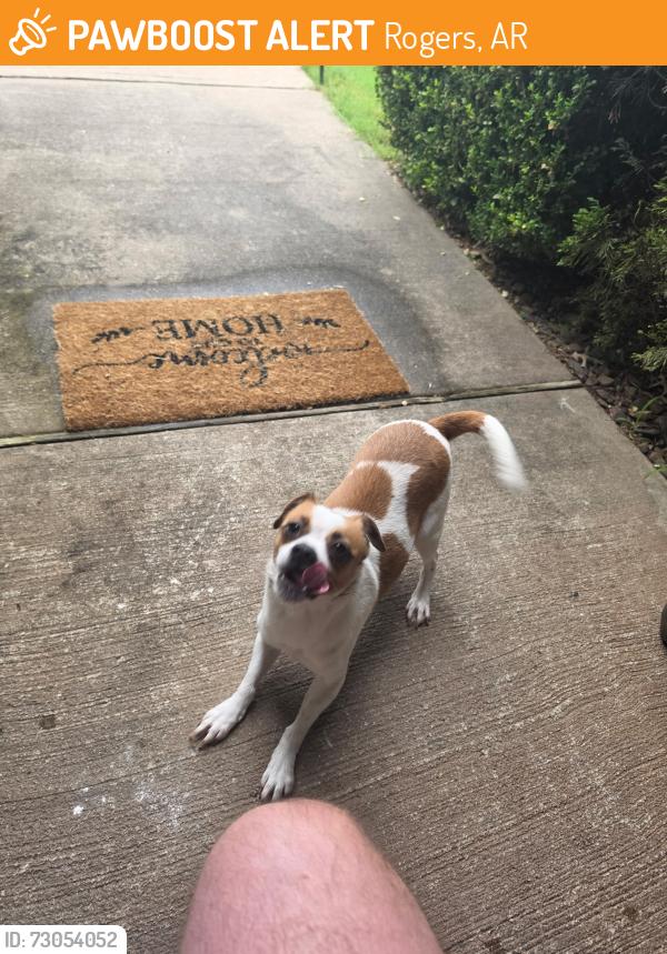 Found/Stray Female Dog last seen Tucks chapel, Rogers, AR 72756