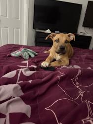 Reunited Female Dog last seen Near NE Jardain Rd, Port St. Lucie, FL 34983, USA, Port St. Lucie, FL 34983