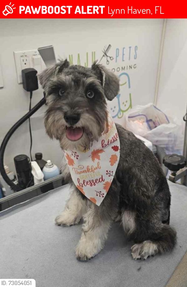 Lost Female Dog last seen 10th and Virginia, Lynn Haven, FL 32444