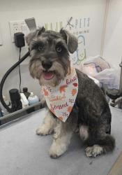 Lost Female Dog last seen 10th and Virginia, Lynn Haven, FL 32444