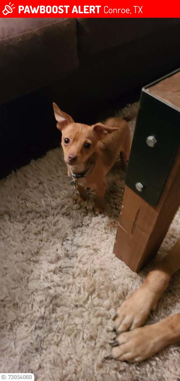 Lost Male Dog last seen S loop 336 west, Conroe, TX 77301