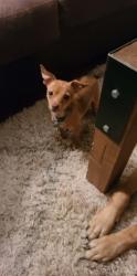 Lost Male Dog last seen S loop 336 west, Conroe, TX 77301