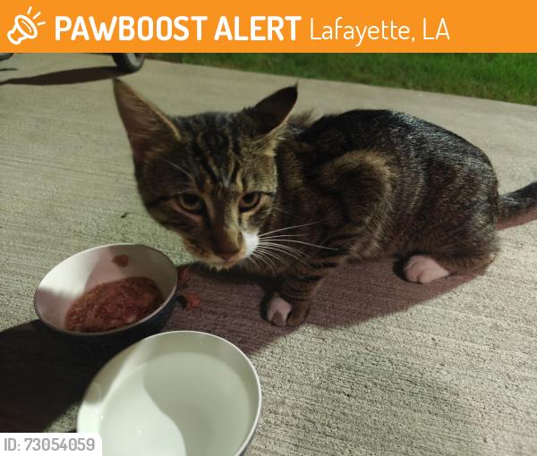 Found/Stray Male Cat last seen La Veranda at Polly Lane apmts, Lafayette, LA 70508