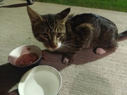Found/Stray Male Cat last seen La Veranda at Polly Lane apmts, Lafayette, LA 70508
