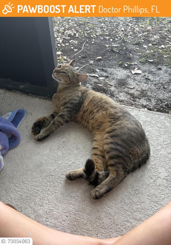 Found/Stray Unknown Cat last seen Sperone Street, Doctor Phillips, FL 32819