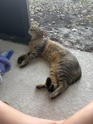 Found/Stray Unknown Cat last seen Sperone Street, Doctor Phillips, FL 32819