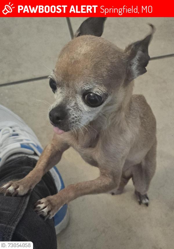 Lost Female Dog last seen Valley Water Mill Area, Springfield, MO 65803